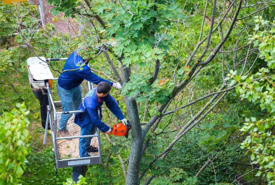 Lake Worth Tree Trimming Services-Pro Tree Trimming & Removal Team of Lake Worth